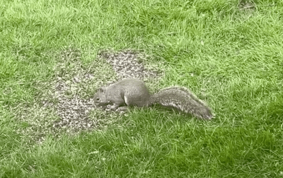 Nature Video June 2025 Thumbnail