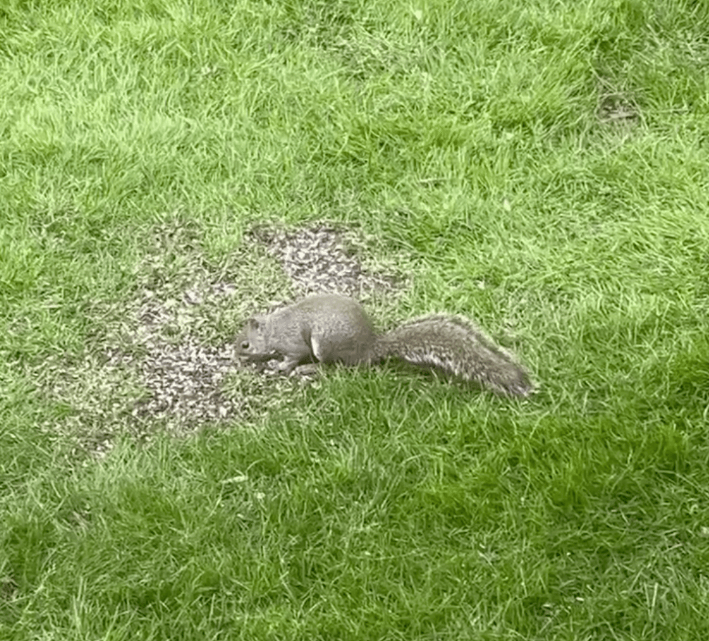 Nature Video June 2025 Thumbnail